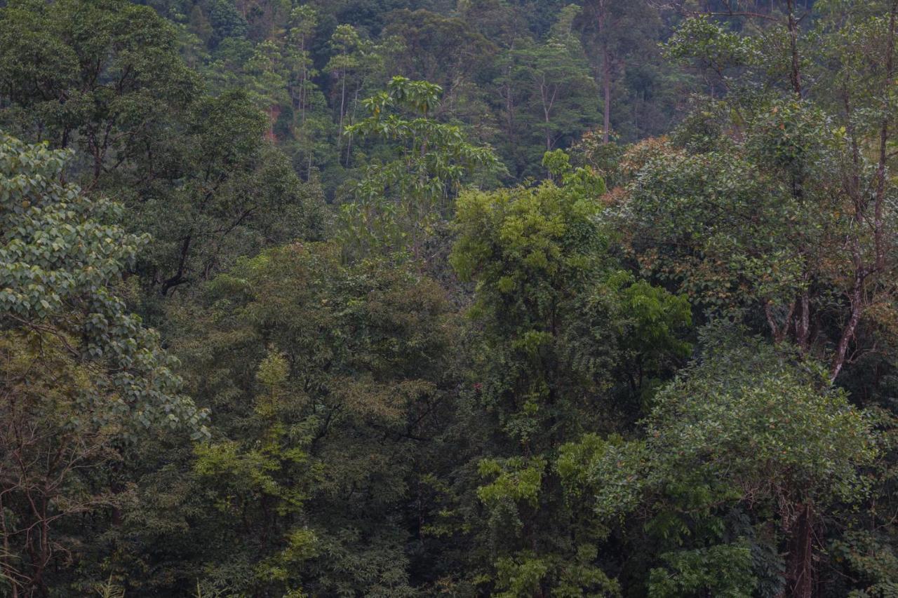 Tree Houses By Jungle River Ginigathena Bagian luar foto